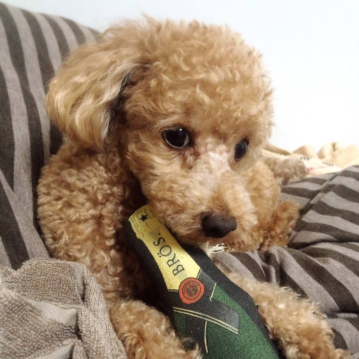 932b4c21 28cd 43b7 a3e6 be5dc4e044e6