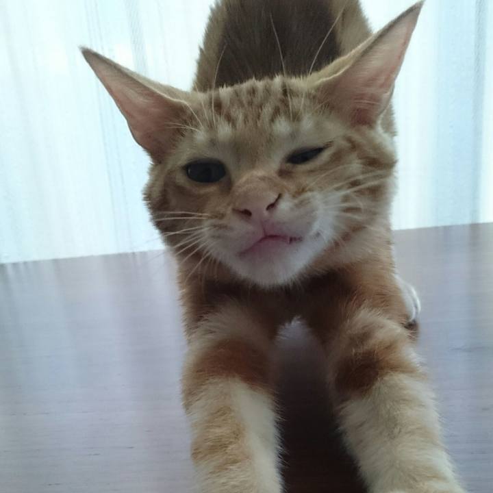 932b6784 2544 40a2 bc9e a4ba70b6d5d4