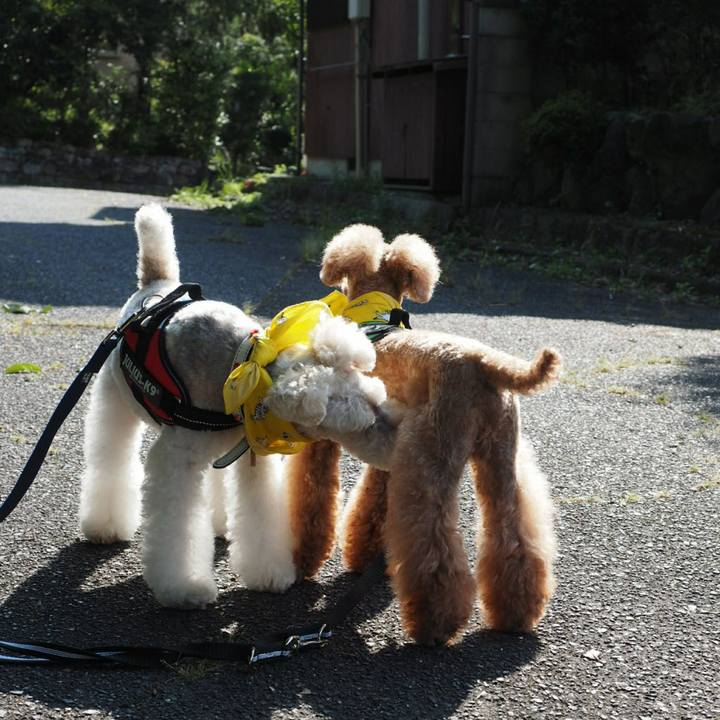 9332d5b4 5f57 40f9 9956 ee185fe8434a