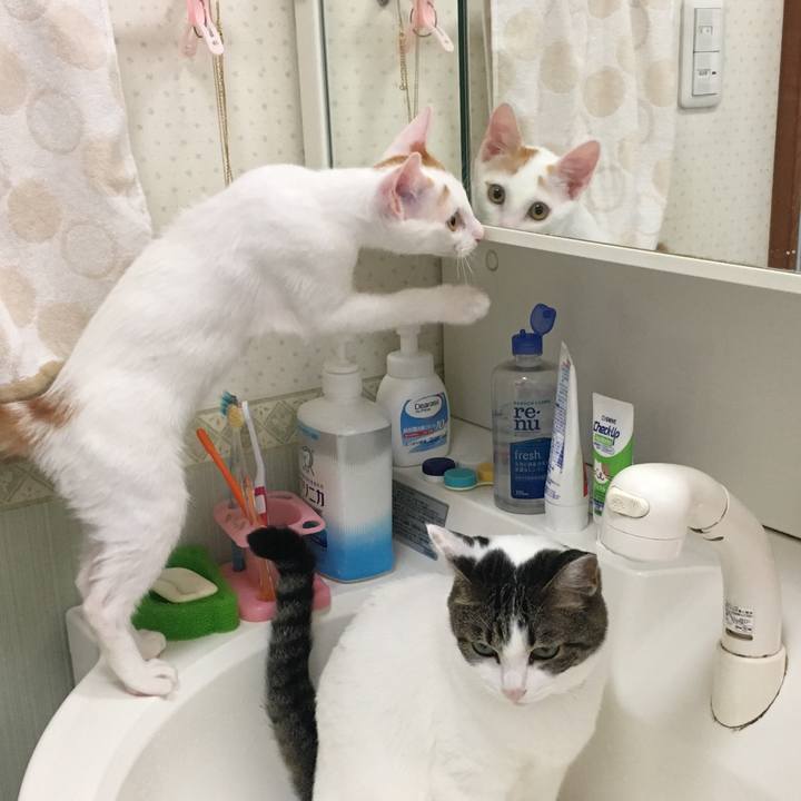 933e2445 82b9 441e 9481 dff6295bdef5