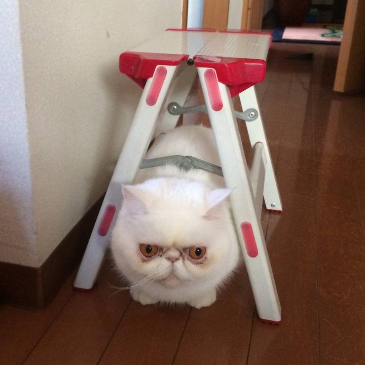 935b4772 1a4e 4768 9574 9c62c21b592f