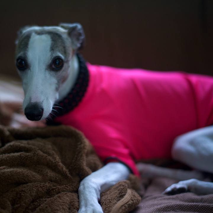 93662765 5cc4 4c2a 8164 06e0d6ea2681