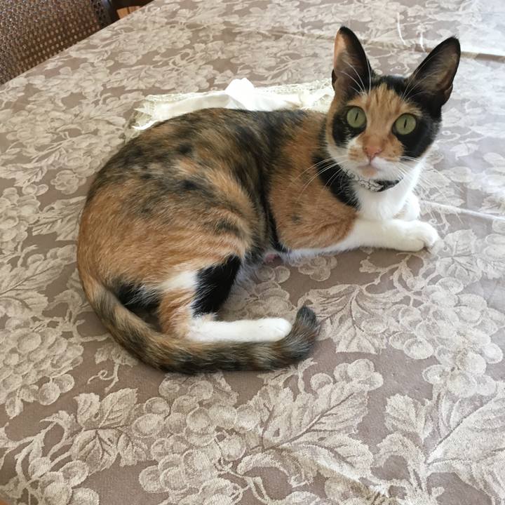 93a68fe0 2dc9 49ea 9efc e97ba723b2f7