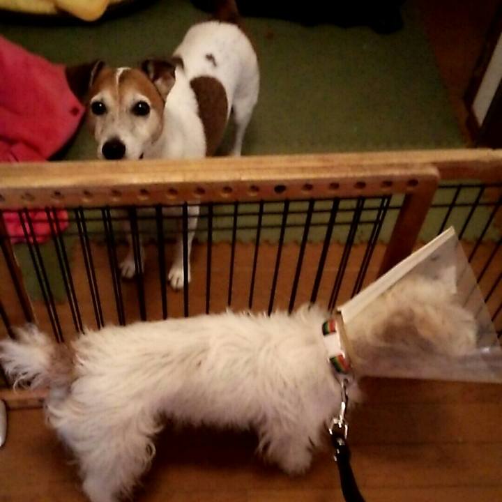 93ab425e d8db 4fcd 8885 491666746663