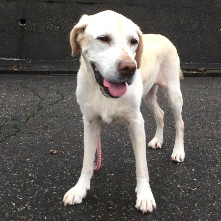 93b42afe 696c 47a1 935a e8a6184f8e0b