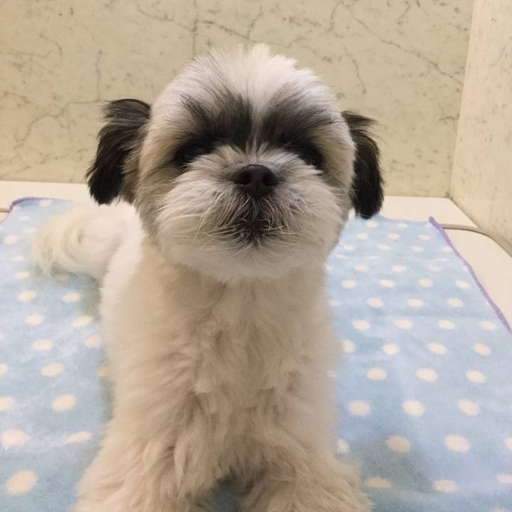 93b4e2e8 99c2 422b b87a dde18cf10334