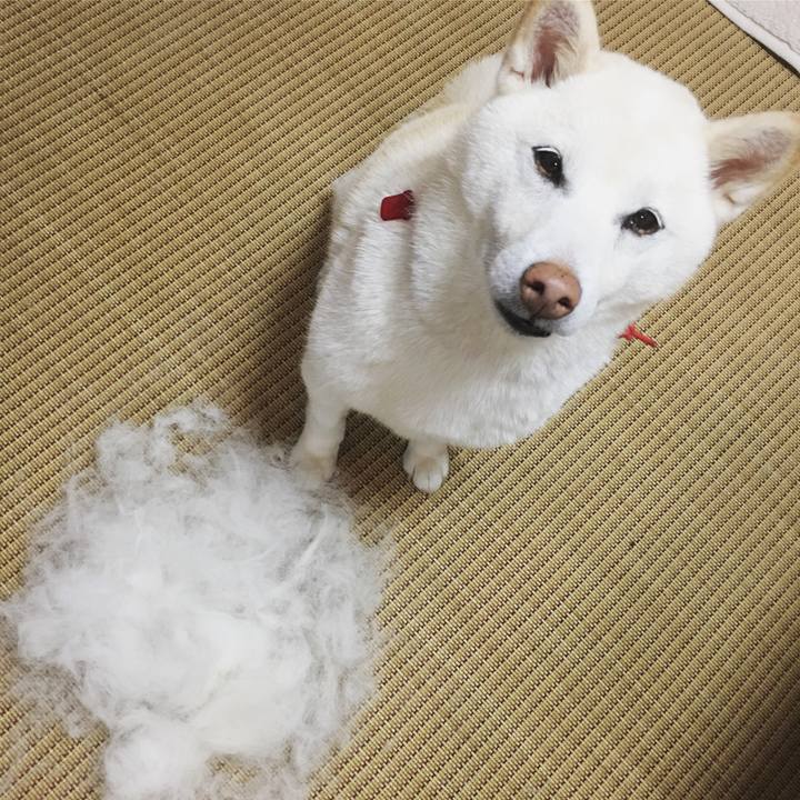 93bd1962 cf15 420a 91b2 cfa441adc181