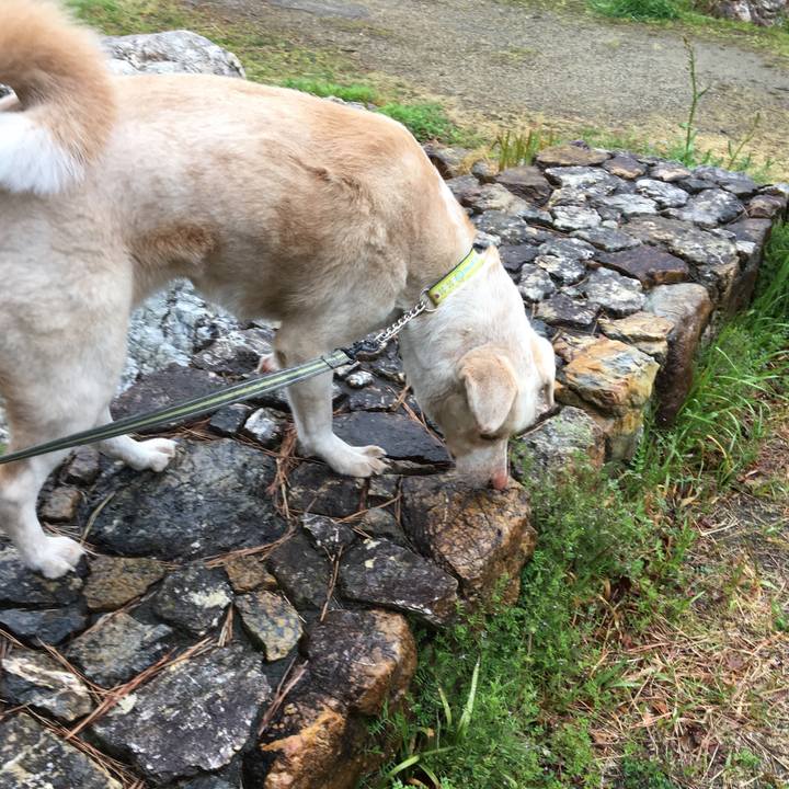 93c17f9d 10c4 415b b2bc a1a50a24cae0