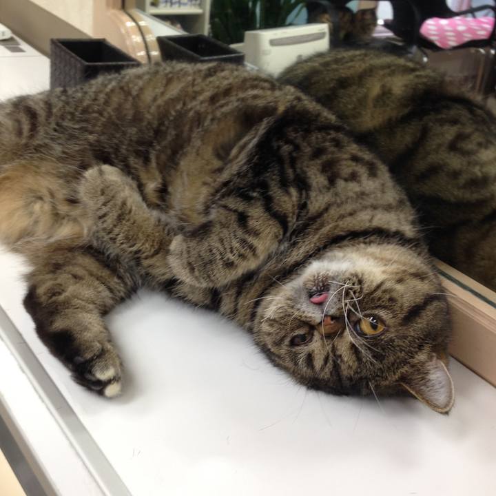 93c3782a 77e0 45ea b6c5 e9c701c8f4b2