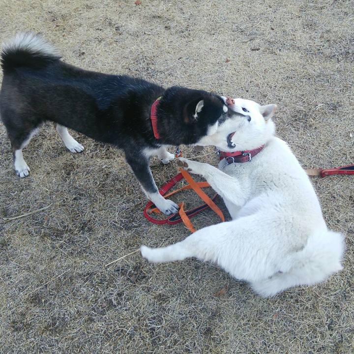 93c44fd7 d39d 4cde af83 997e67629293