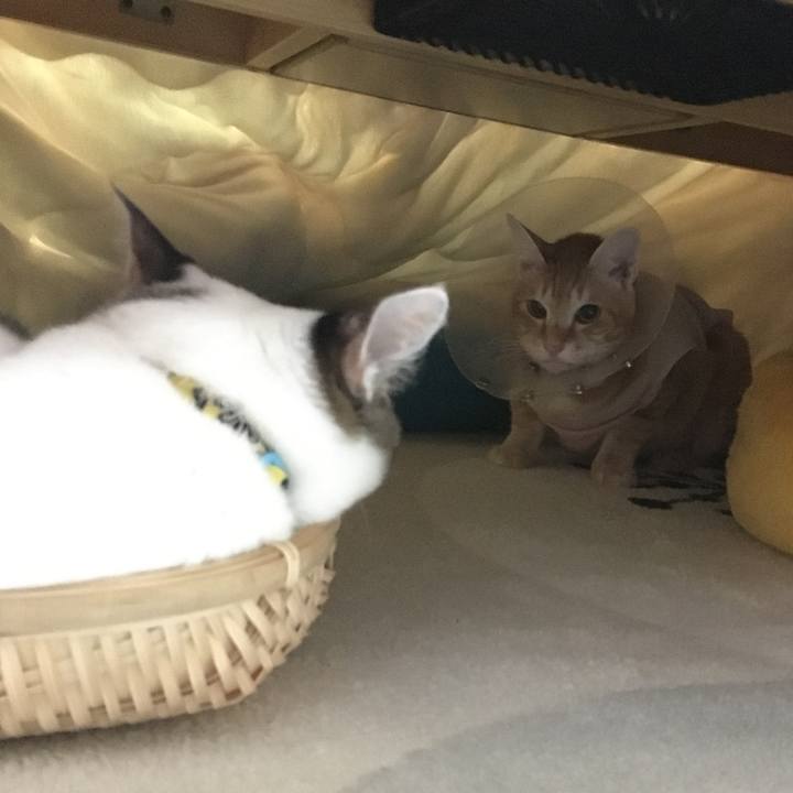 93c4b1a9 4369 43c8 a0de 1a66acc2fe62