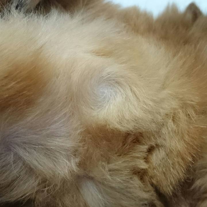 93ca97ba 4e5e 4cfe 81b7 381461fe6dfa