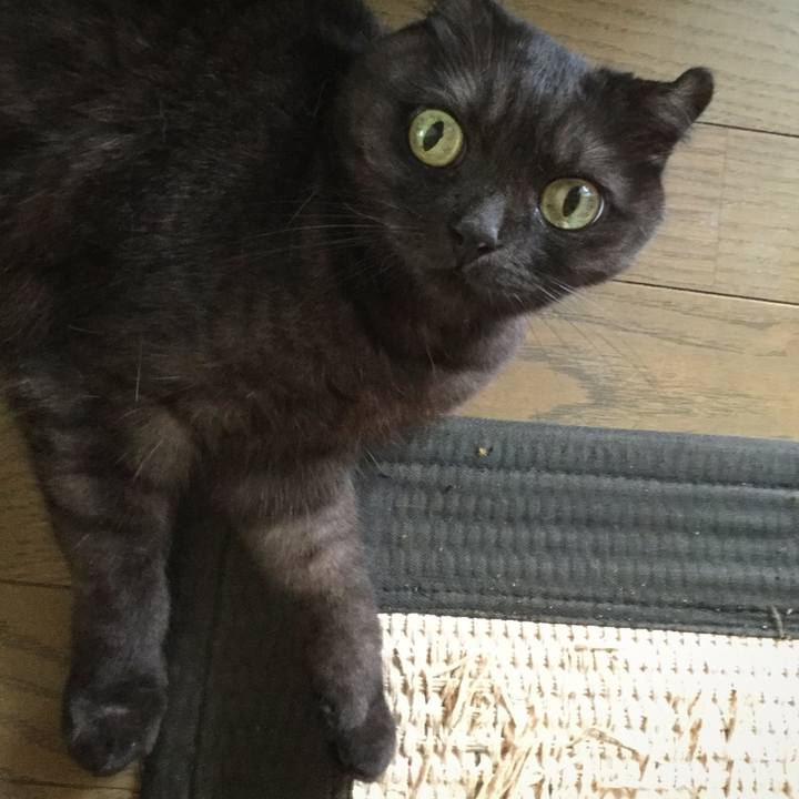 93cf5f4c 9c57 463d a7cf 36f598f3dd84