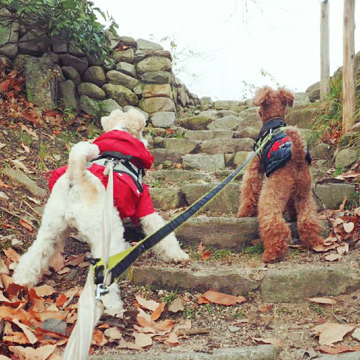 93d6e21c da63 4e66 aa4b c7acf3a44ede