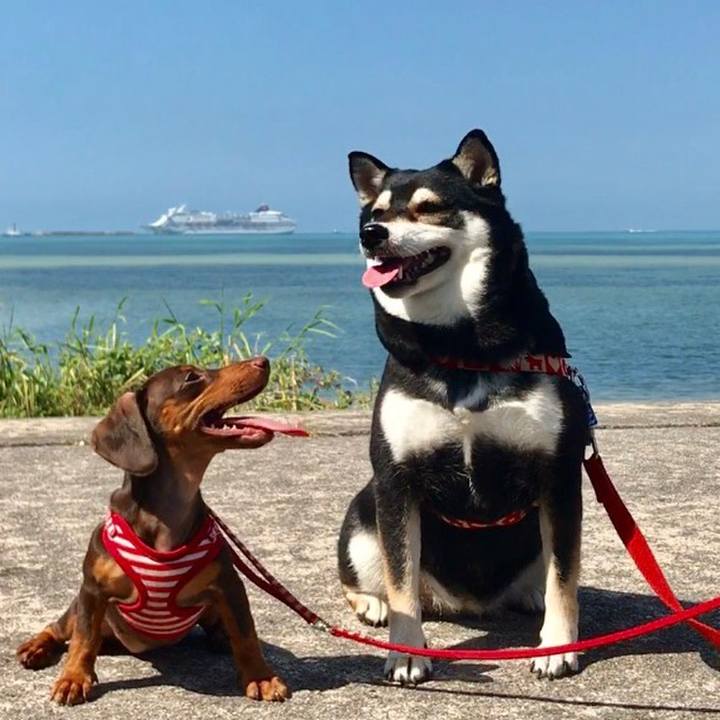 93d9f9d8 ce70 4995 830a 87fbffb25190