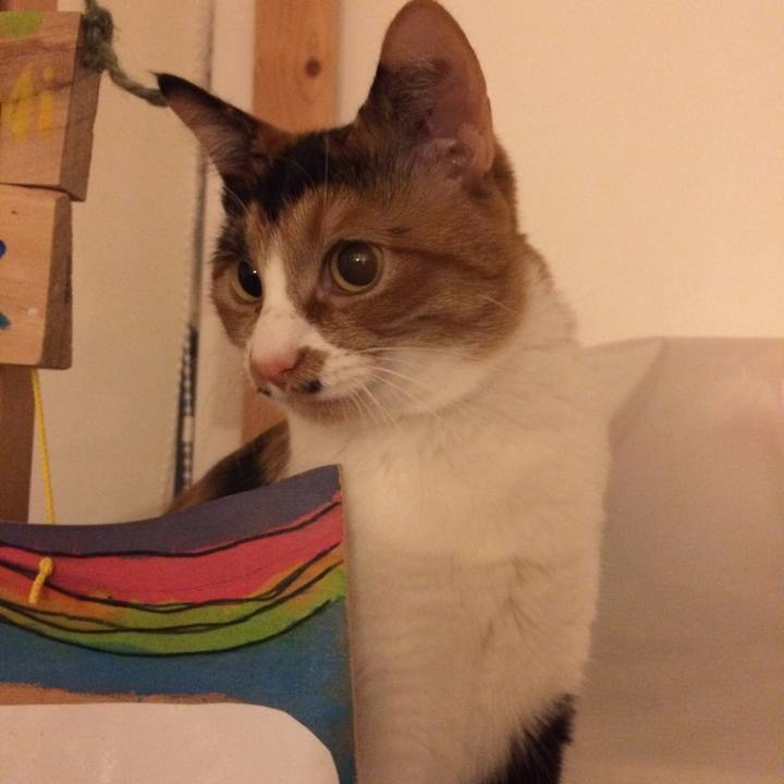 93da8b53 9040 4655 9c6e 0db8db57dd5e