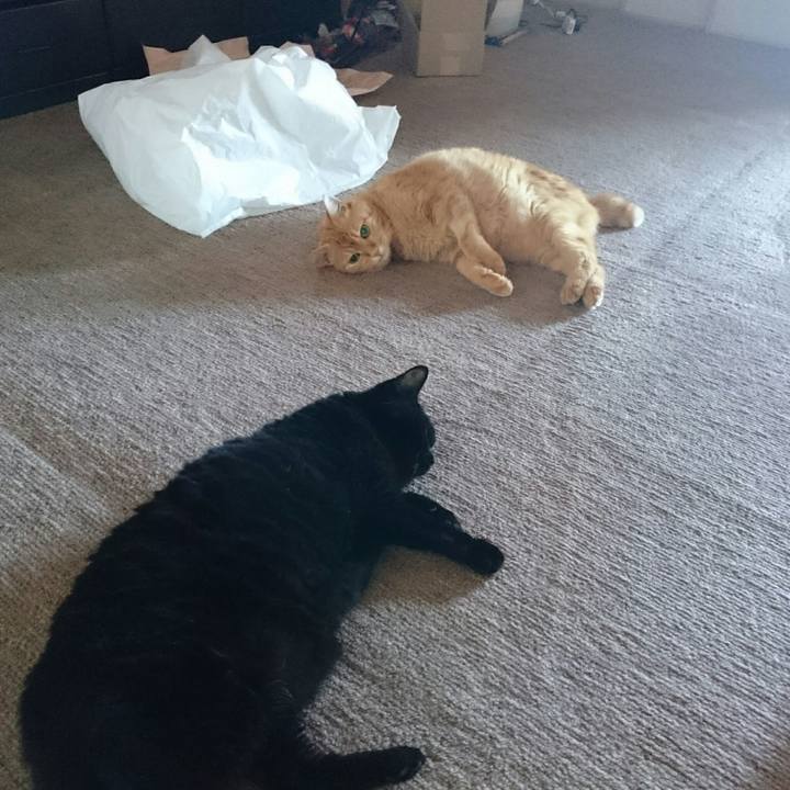 93dce574 c00e 4463 82c4 f30d071b8a08