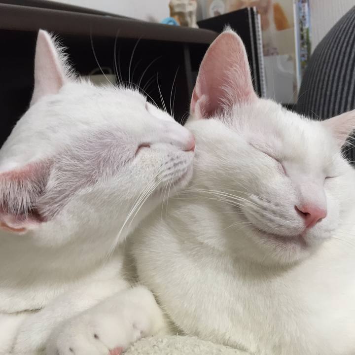 93e8ea0a 0923 4ecb b9e9 4335e759e8ea