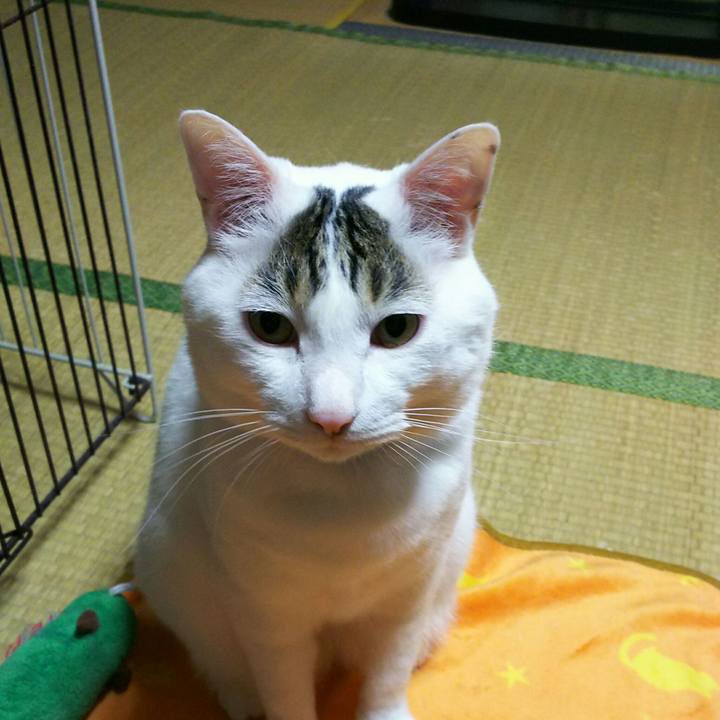 93ef670d cdfe 499f b43f f0865e38860e