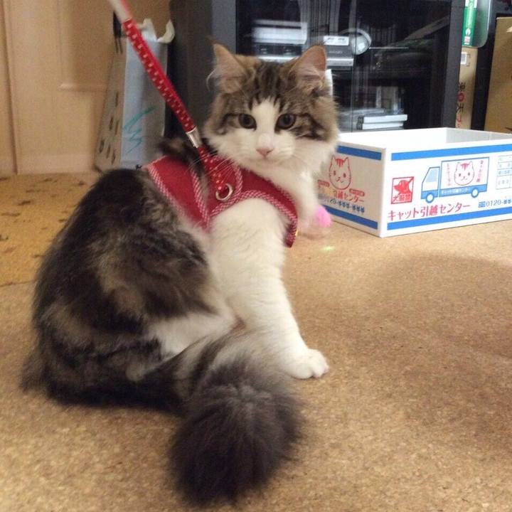 940a1439 75d4 4c91 9540 1082a434f982