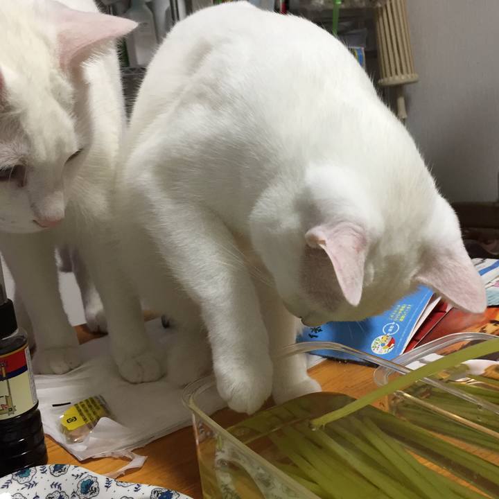 944d2d9f 1f63 4a6e a33b 8c60177420ef