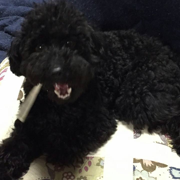 944d7bda a33f 48bb 99b8 5f4141485669