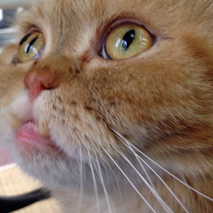 944e906f 4016 4724 a55c b8fbe61d32b3