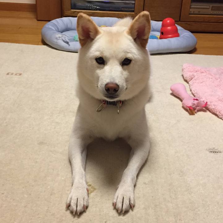 9459b628 be8c 4499 9113 a3a4dcfdc513