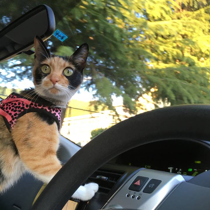 9466c6f1 4478 440e a997 bd3483dccfe7