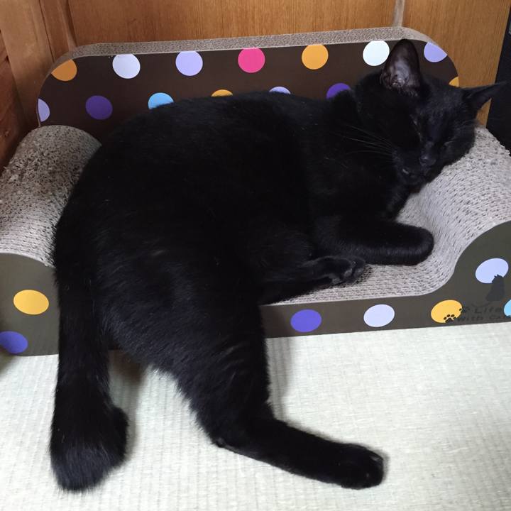 947a4a69 4c9e 4daa ba67 bace10771b95