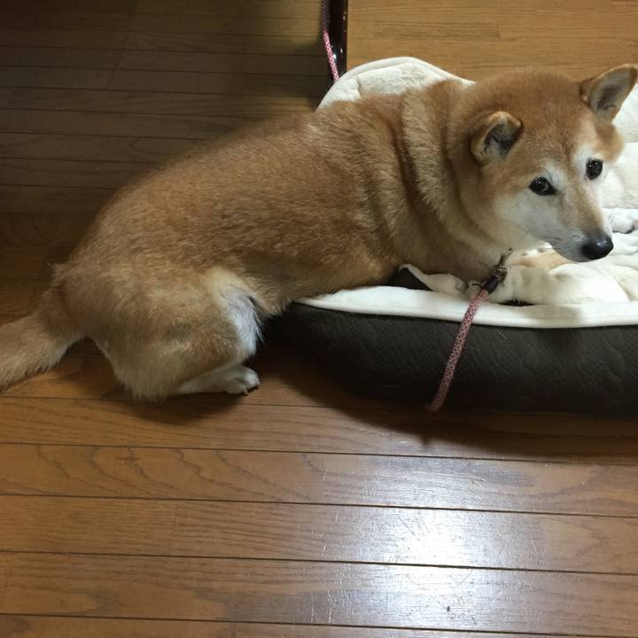 9481203f f695 4037 9dfd 0b518785476b