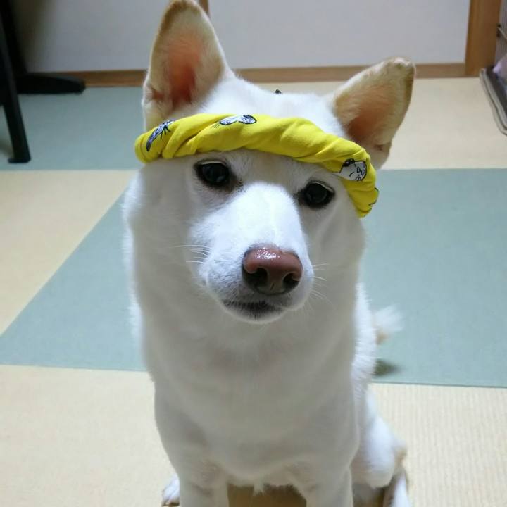 9481c824 a9b5 47b8 a79f 133f81e413c8