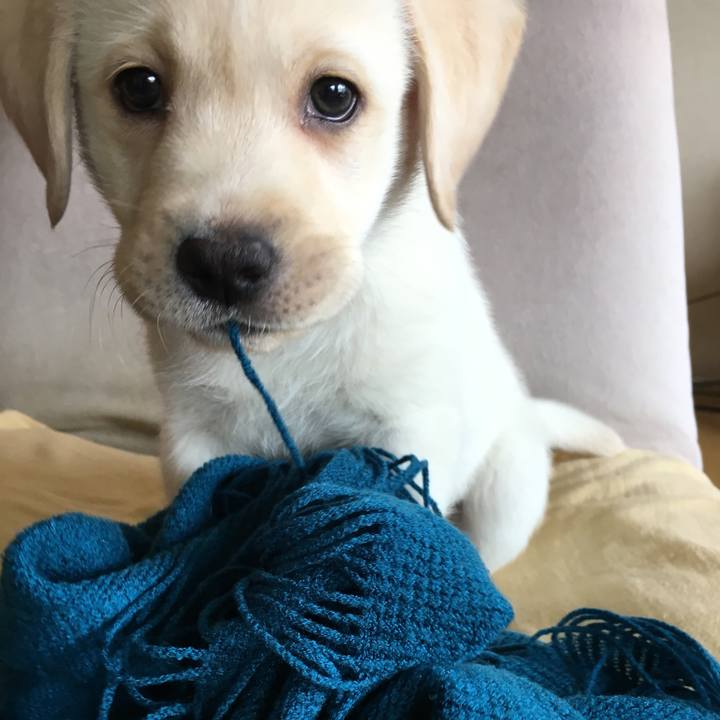 94916d4d 3284 4f8e 855f dbb88dc6839c