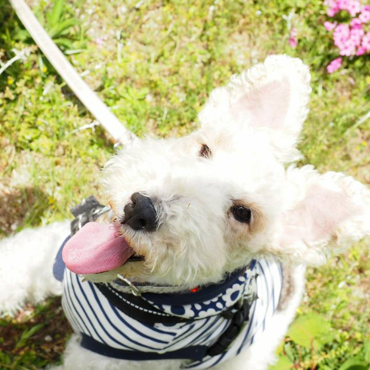 94b1c5c5 d6bb 4bc4 931a 7f0b15643840