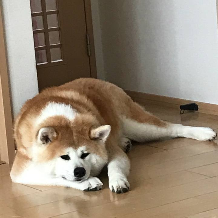 94bc8f63 f1f2 4609 9e1d 8990dd204a71