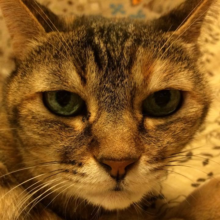 94be4f98 dd09 41c3 b4df e480e90fc1d4