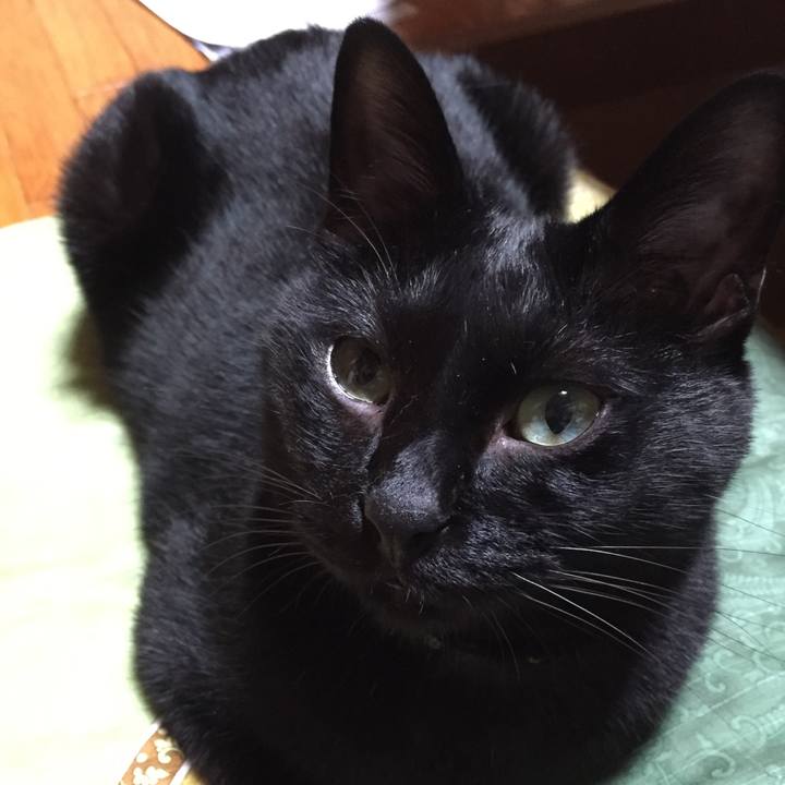 94caa218 deac 43cd b4ca a7afa4adea39