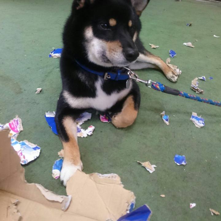 94d4f195 0d31 411a 8554 85279fd4dbb9