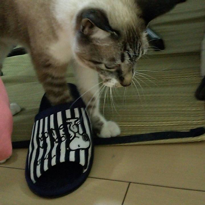 94d7e9f3 e8ef 40d8 9b45 9a828f0e384c