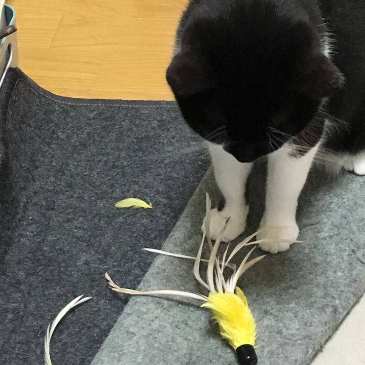 94d91f0b e295 4ede b80a 11f6fbcf1ca7