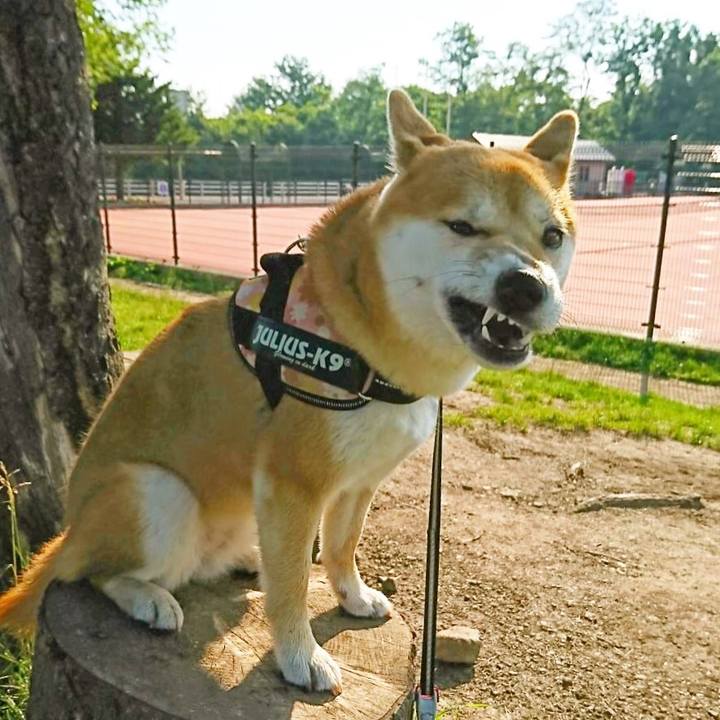 94dd0cc2 1914 41a9 b6da 8e56c95c6e3b