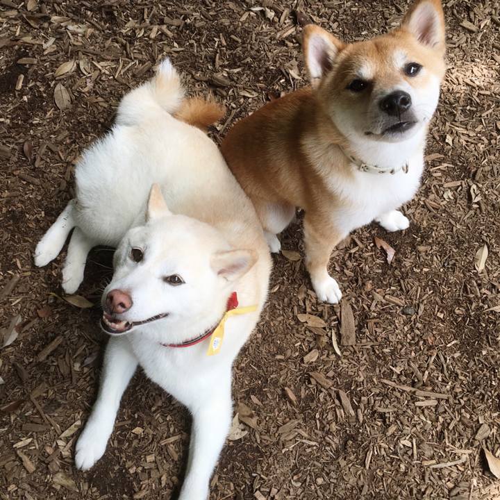 94e84263 3c4d 4c8a 9b93 ac075d44a52e