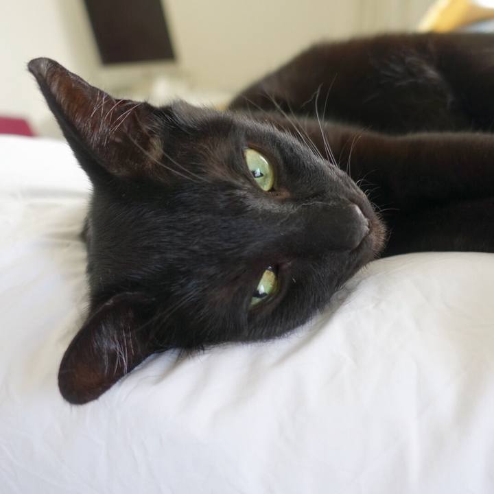 94e9cccf c508 40b8 9020 dff9a7fc5001