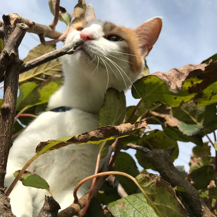 94fc4453 f1c0 4c84 bf74 cab447916d98