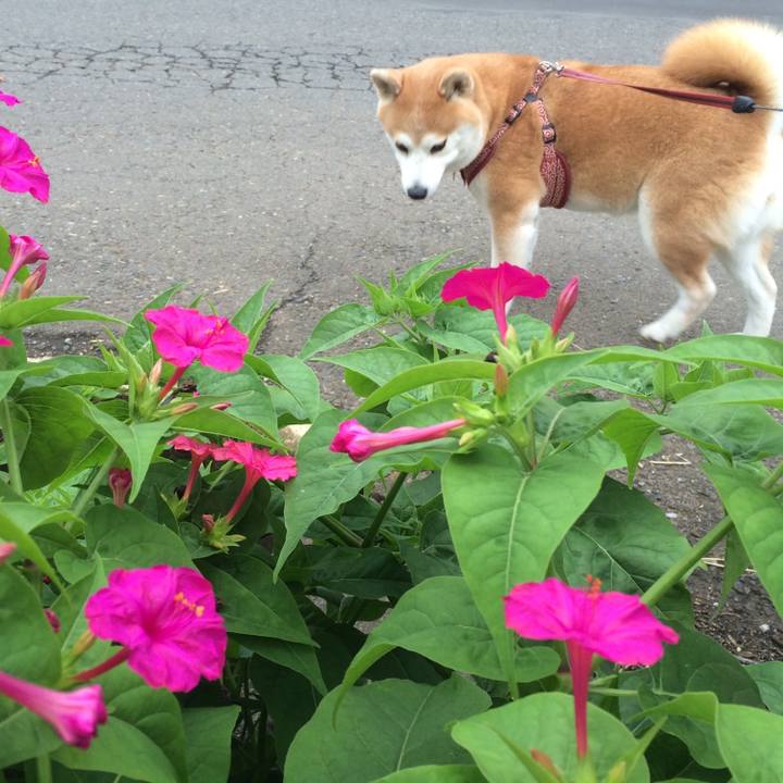 95042f52 d525 42a5 9e20 4c9dcd9b88a3