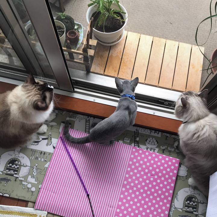 950ce2d5 6485 4686 b006 2b5a54b8136a