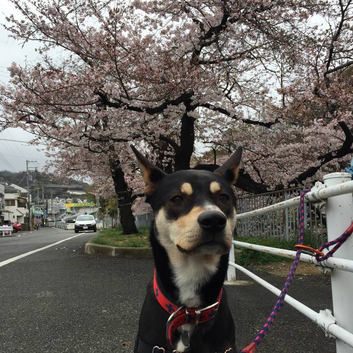 950e430c 1a7d 4f8f 9f05 9e77862ac180