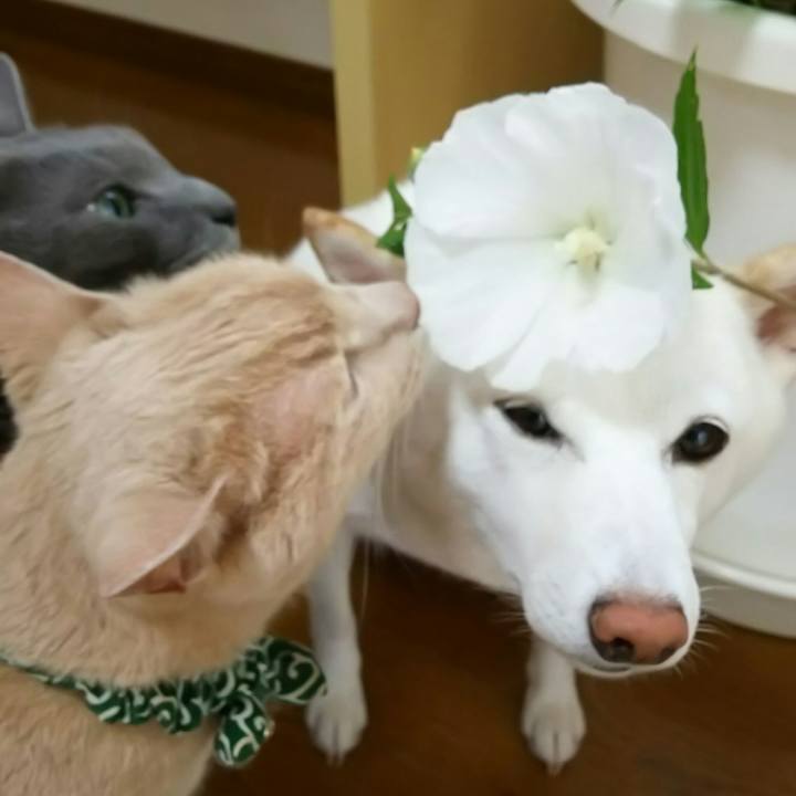 9517ea94 7de5 4a9b 882d aa0e804df829