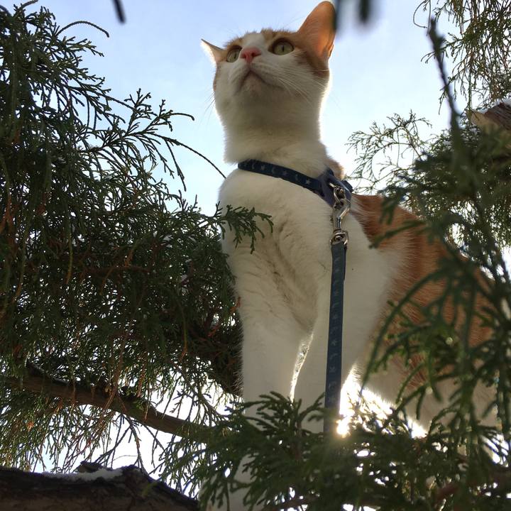 9529778d 14da 41cf a9a7 3d1bdd82a84e