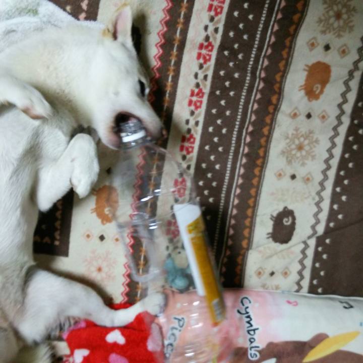 953d5ad0 f9b5 4d54 97d5 47949ca8ad34